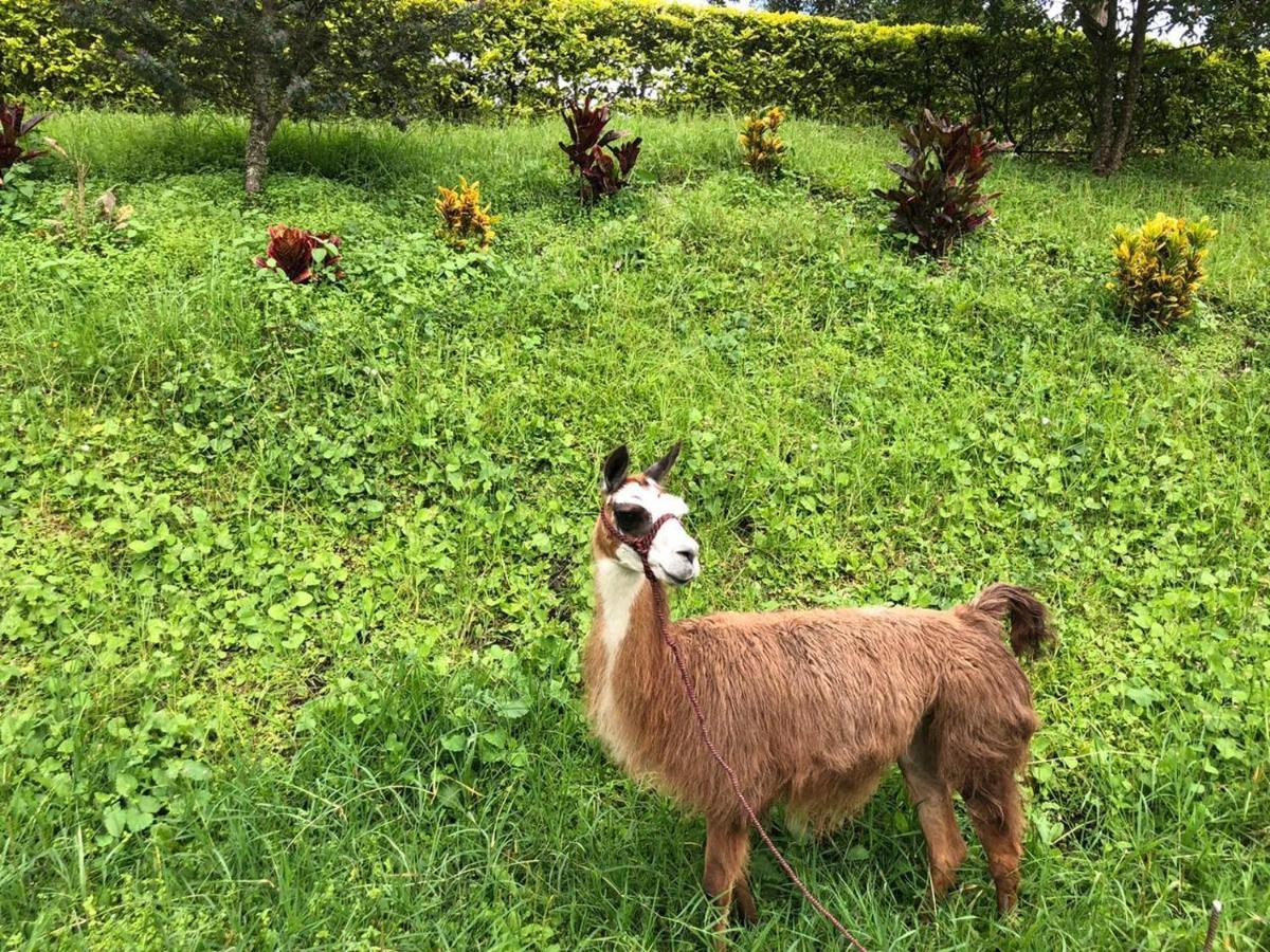Hotel Rancho Ecoturistico El Faro La Mesa  Zewnętrze zdjęcie