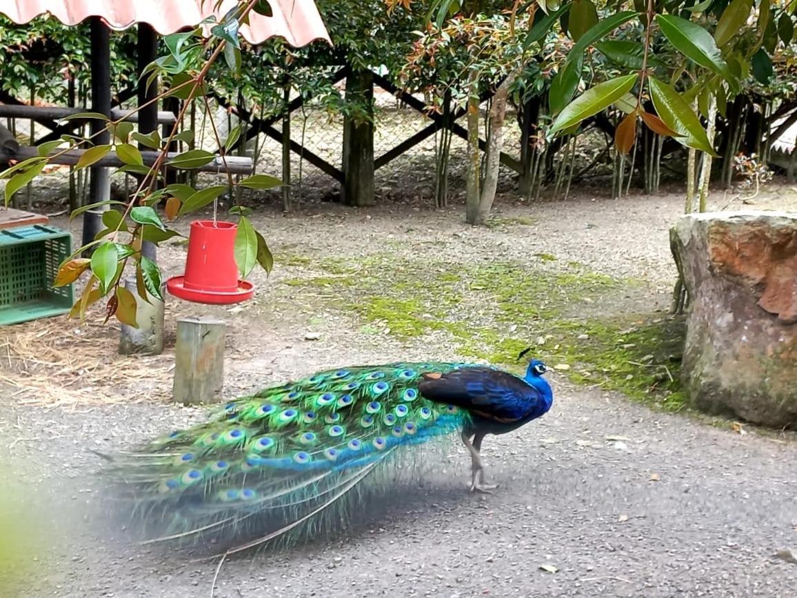 Hotel Rancho Ecoturistico El Faro La Mesa  Zewnętrze zdjęcie