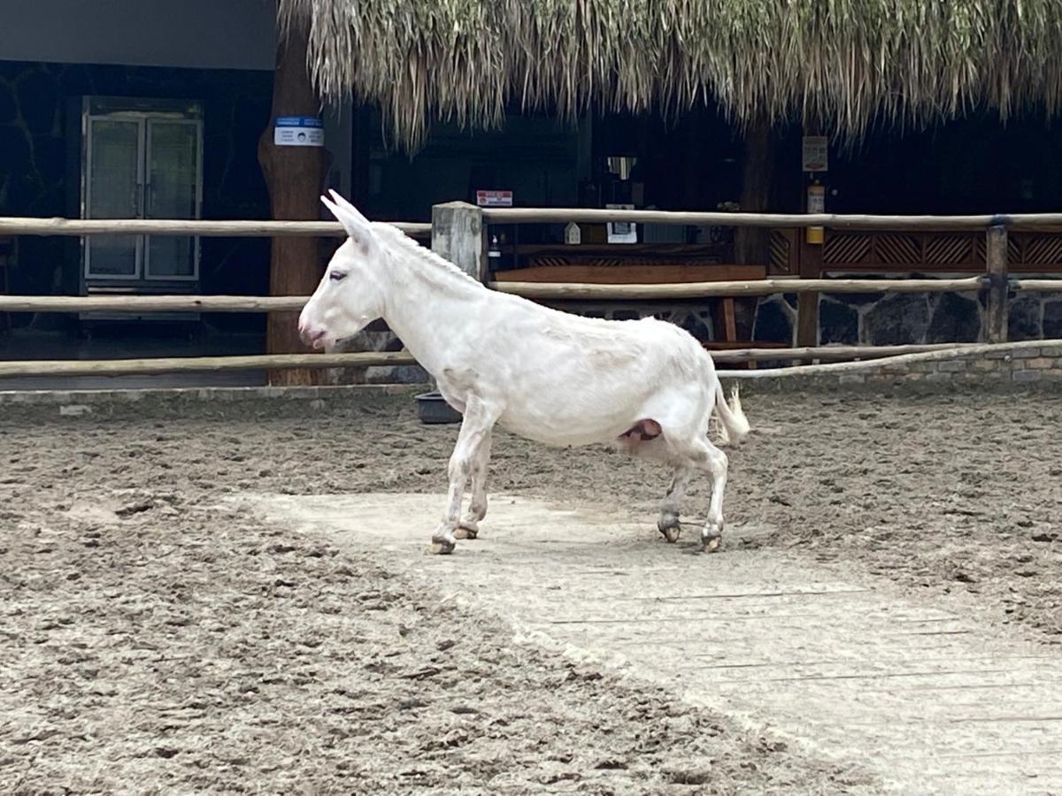 Hotel Rancho Ecoturistico El Faro La Mesa  Zewnętrze zdjęcie